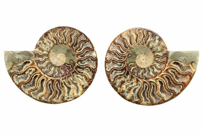 Cut & Polished, Agatized Ammonite Fossil - Madagascar #267894